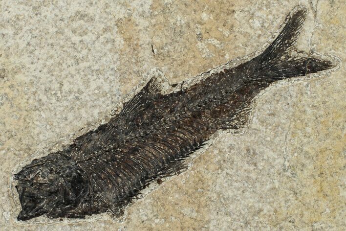 Detailed Fossil Fish (Knightia) - Wyoming #203182
